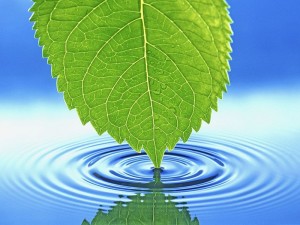 Значение-воды-для-растений